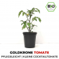 Goldkrone Organic Cocktail-Tomato Plant