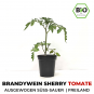 Brandywein Sherry Organic Cocktail-Tomato Plant