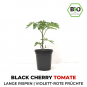 Black Cherry Organic Cocktail-Tomato Plant