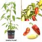 Floral Gem Organic Chilli Plant