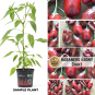 Habanero Ebony Giant Chilipflanze