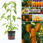 NuMex Jalapeno Orange Spice BIO Chilipflanze