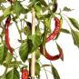 Jimmy Nardello Chilli Seeds