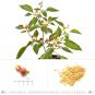 Marbles Chili Seeds