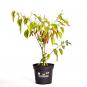 Naga/Bhut Jolokia Red Organic Chilli Plant