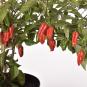 Naga Morich Chilisamen