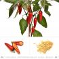 NuMex Jalmundo Chili Seeds