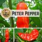 Peter Pepper BIO Chilipflanze