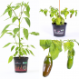 Rocoto Montufar BIO Chilipflanze