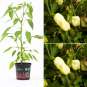 Habanero Bianco BIO Chilipflanze