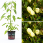 Naga Morich Organic Chilli Plant