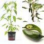 Jalapeno Big Guy BIO Chilipflanze