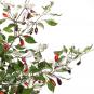 Purple Tiger Chilisamen