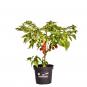 Red Savina® Organic Chilli Plant