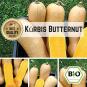 BIO Butternut (Kürbis) Samen