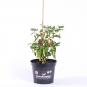 Aji Delight BIO Chilipflanze