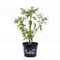 Lemon Drop Organic Chilli Plant