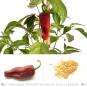 Tapas Chilisamen