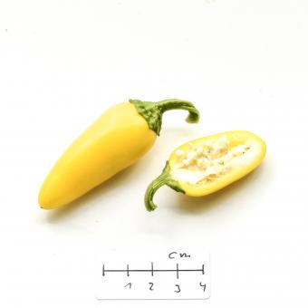 NuMex Jalapeno Lemon Spice online kaufen - Pepperworld Hot ...