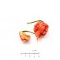 morepic-3