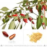 Jalapeno NuMex Primavera Chilli Seeds 