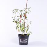 Cece Pepper Chilisamen 