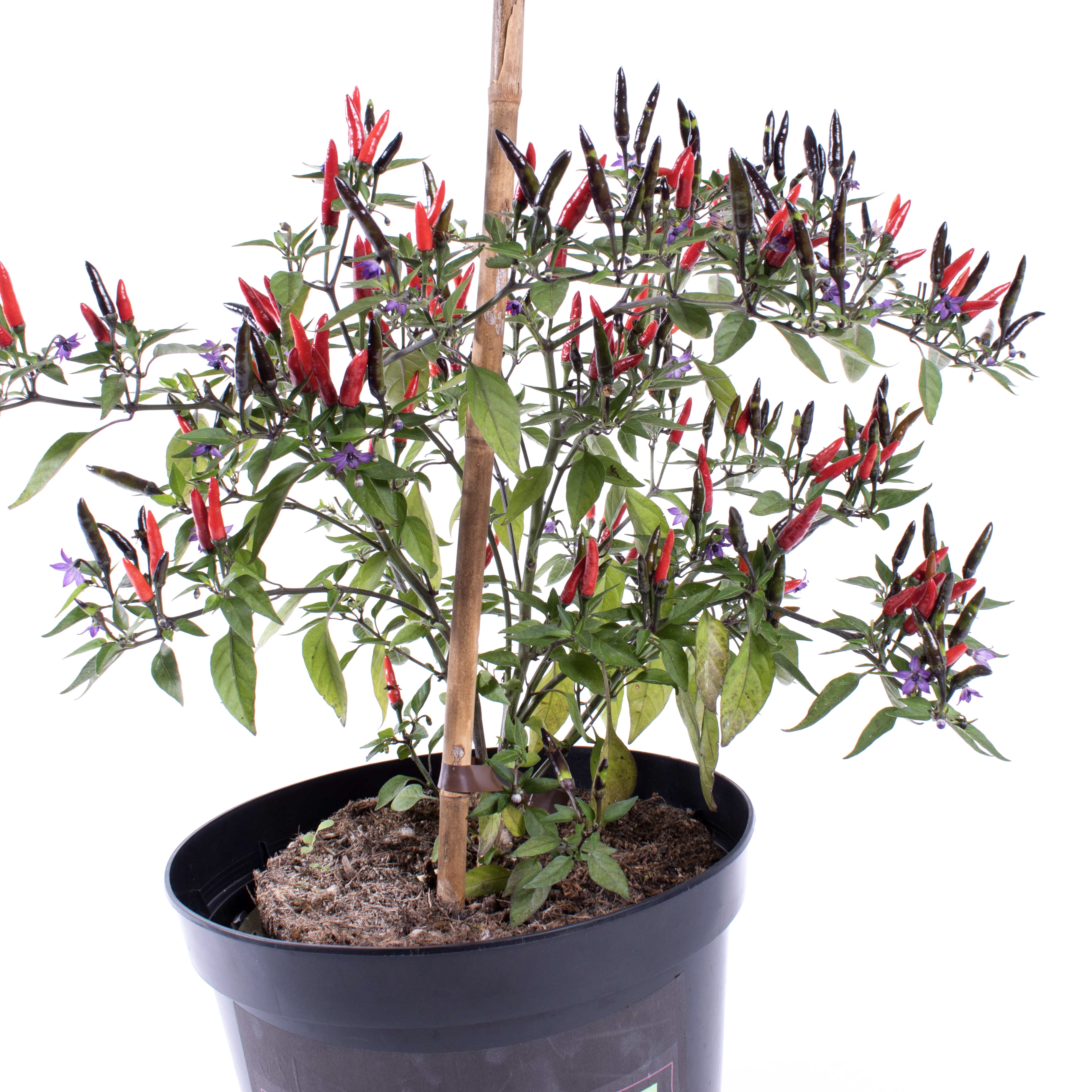 Arlecchino bunte Chili Harlekin Chilli aus Italien ideale Zimmerpflanze 