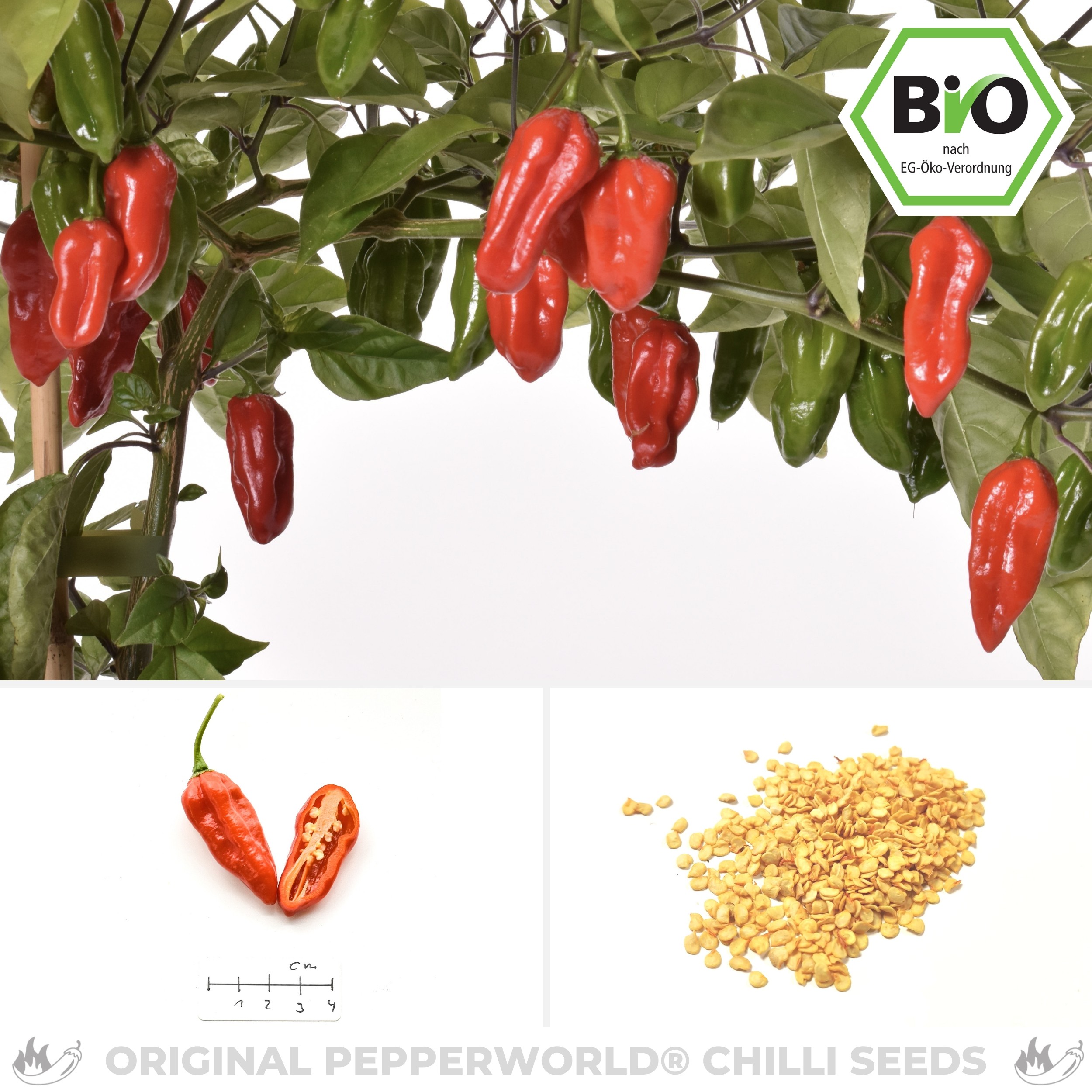 25 C 079 Organically Grown Premium Naga Morich Hot Pepper Seeds