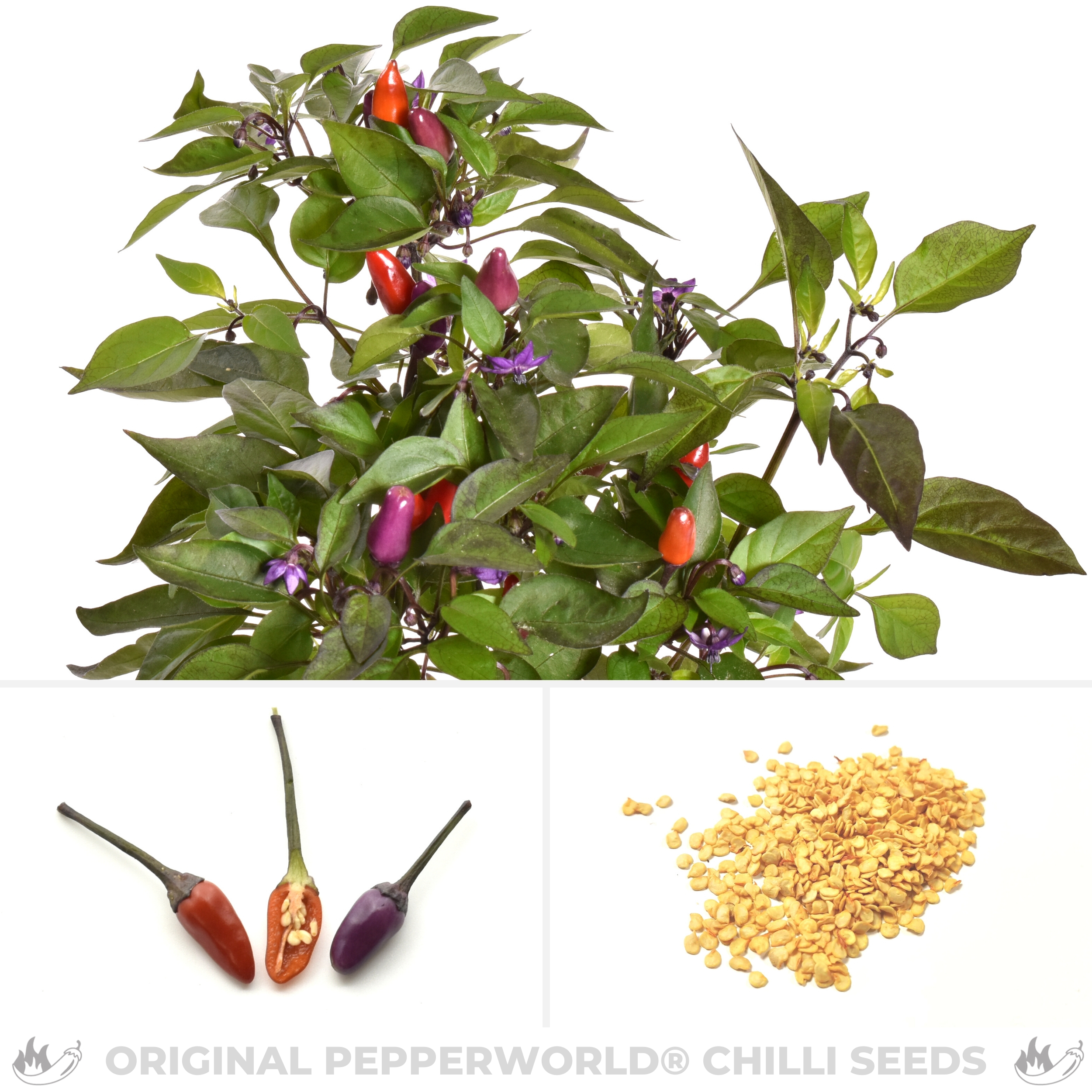 Buy Ember Chili online