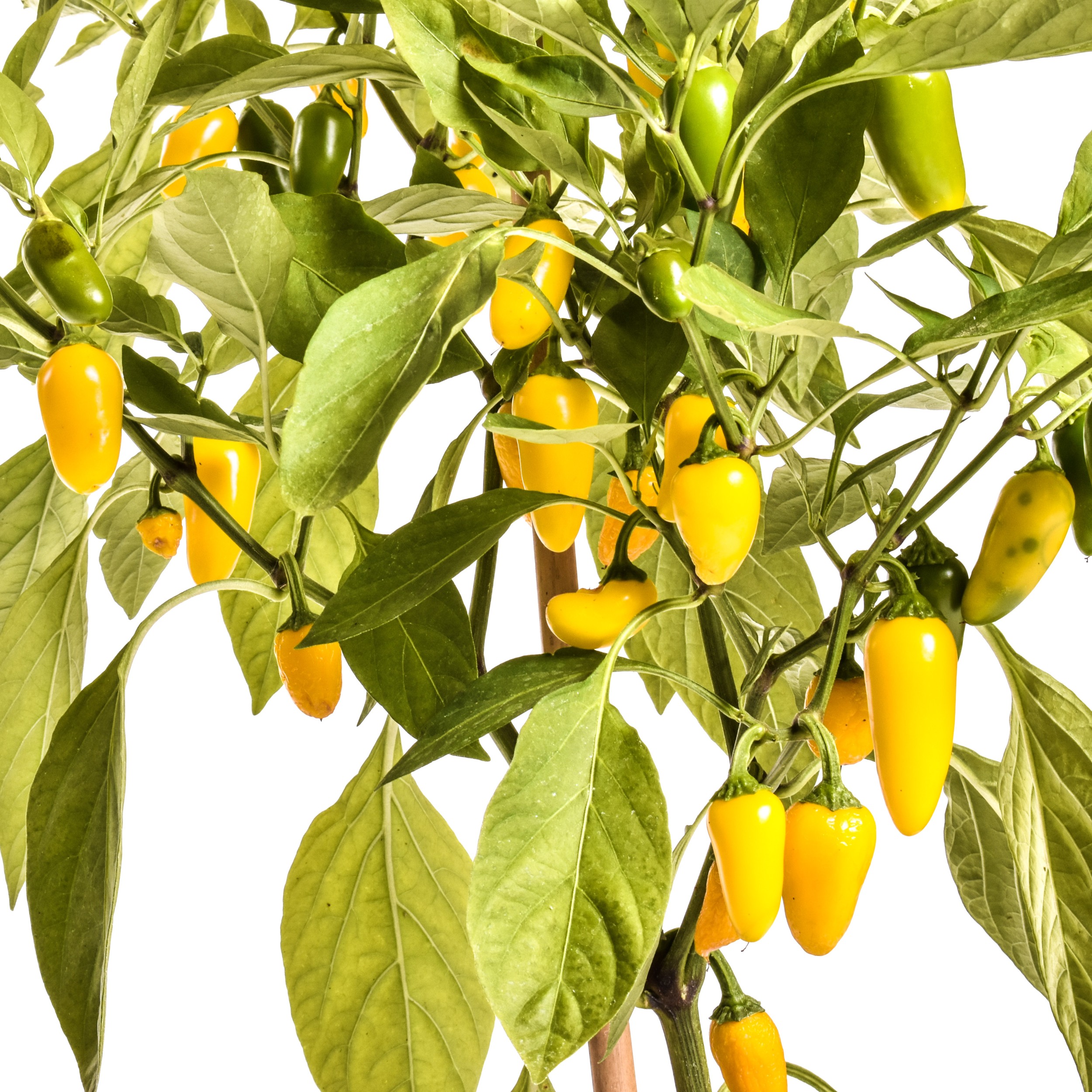 Jalapeno Numex Lemon Spice