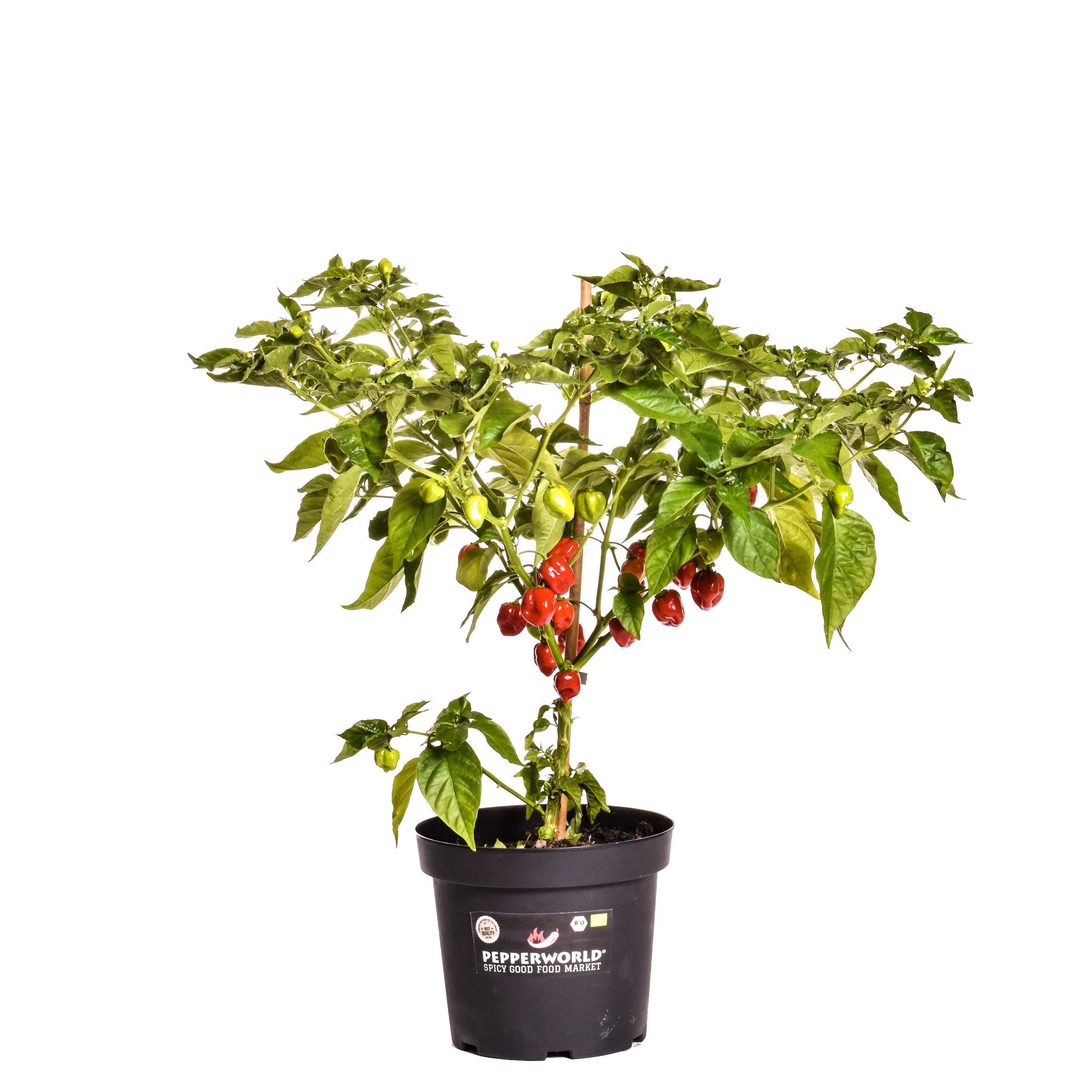 Buy your Red Savina® Chilli Plant