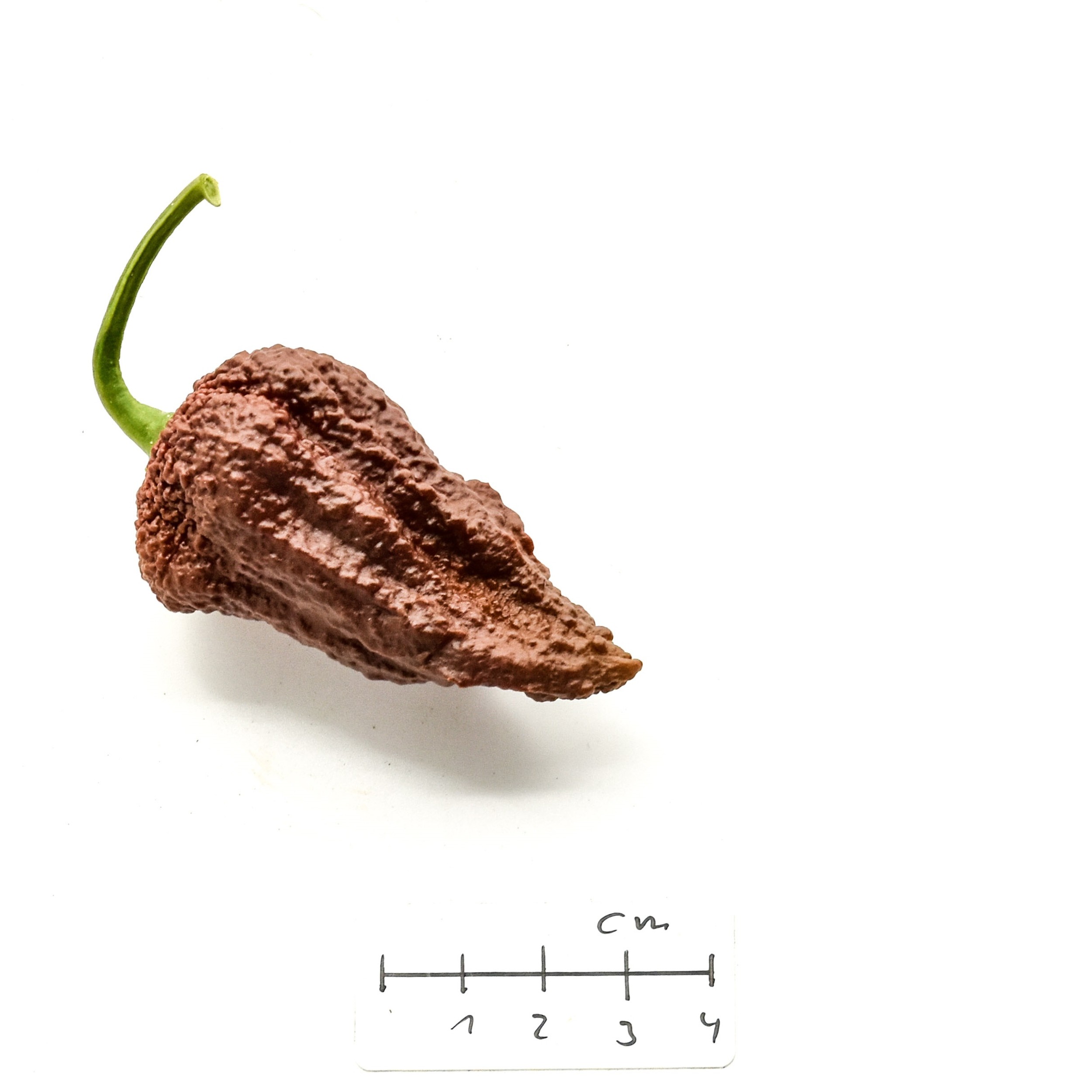 Buy your Chocolate Naga/Bhut Jolokia Chilli Seeds online