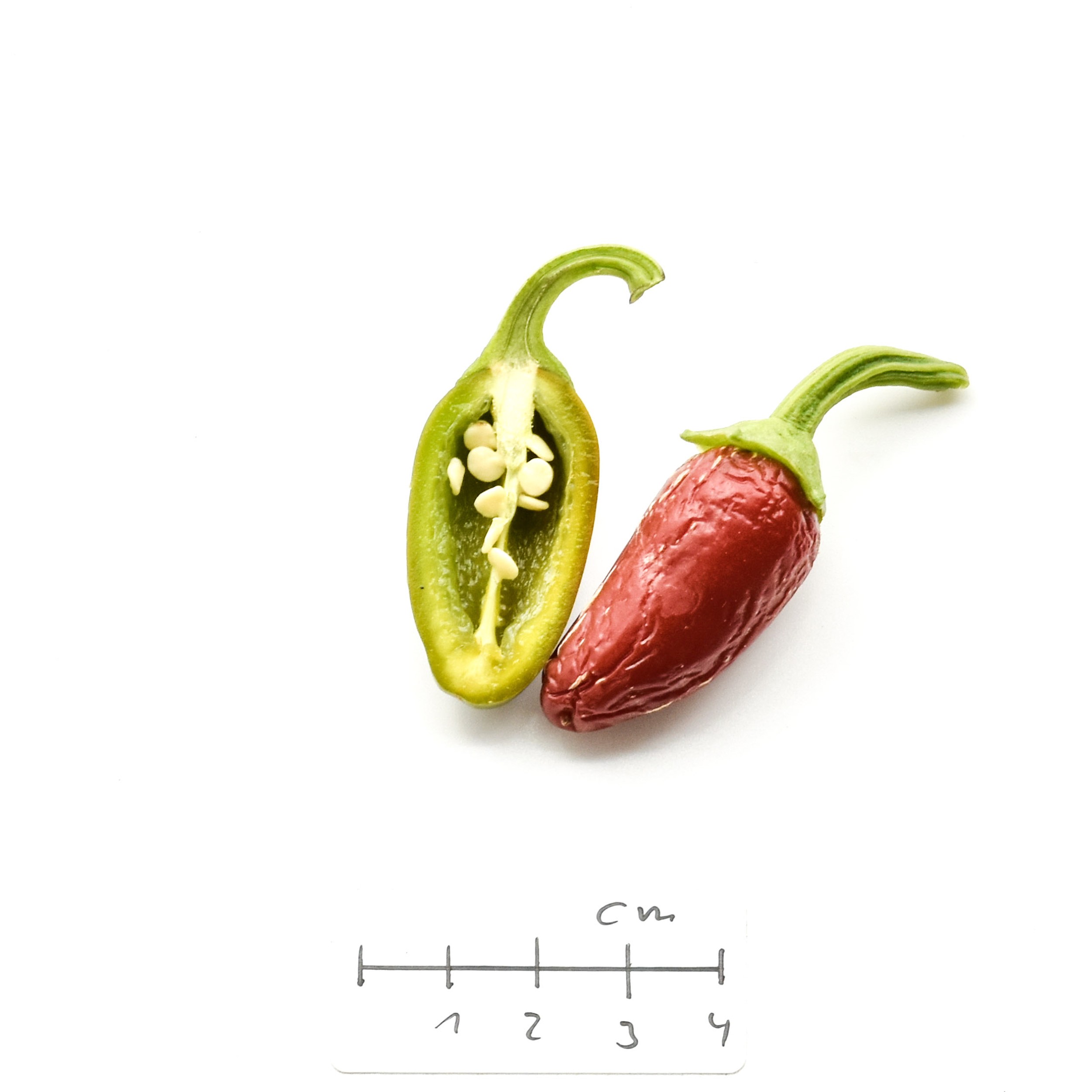 Buy your Early Jalapeno Chilli Seeds online