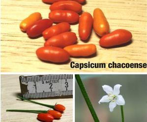 Capsicum chacoense
