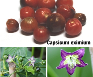Capsicum eximium