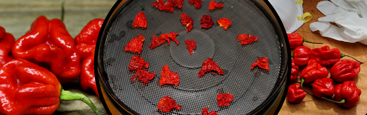 Carolina Reaper Pulver selbst gemacht