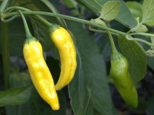 Aji Pineapple Früchte
