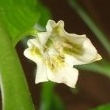 Capsicum Baccatum Blüte 