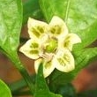 Capsicum Baccatum Blüte 2