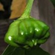 Capsicum Baccatum Früchte 4