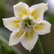 Capsicum Baccatum Blüte 3