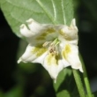 Capsicum Baccatum Blüte 4