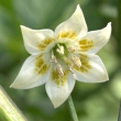 Capsicum Baccatum Blüte 5