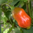 Capsicum Baccatum Früchte 6