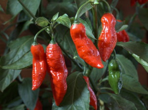 Bhut Jolokia Pflanze