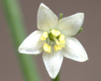 Blüte von C. chacoense