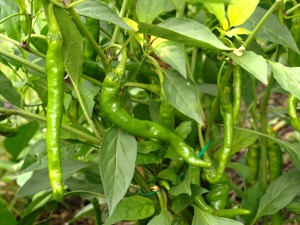 Cayenne