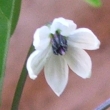Capsicum chinense Blüte