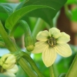 Capsicum chinense Blüte 3