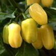 Capsicum chinense Früchte 6